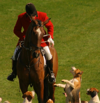 Fox terrier hot sale hunting